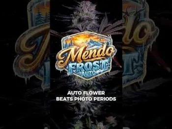 Mendo Frost Auto: A New Standard in Autoflower Genetics