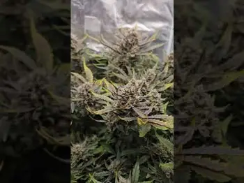 Screenshot of the Video "Guava Auto RF3 Auto Fast Buds by Chrisbowa"
