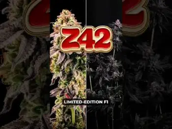 Screenshot of the Video "Z42 photo  Full-spectrum candy gas | Fast Buds"