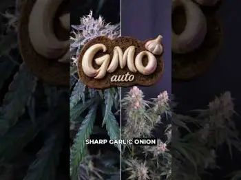 Screenshot of the Video "GMO Auto - Best New Autoflowering Strain 2026"