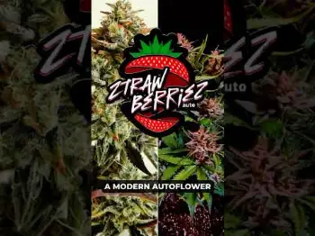 Screenshot of the Video "Ztrawberriez Auto The American Autoflower Cup winner"