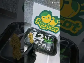 Apricot Auto 1st place in Best Sativa by chubbs