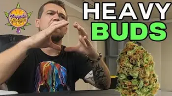Screenshot of the Video "GROWING HEAVY BUDS - Green House Feeding ft. Purple Tangie"