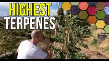 Screenshot of the Video "HIGHEST TERPENES - The secrets of growing organic cannabis"
