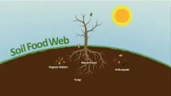 Screenshot of the Video "Soil Food Web - Green House Feeding Bio Line"