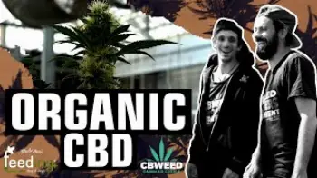 Screenshot of the Video "The BEST organic CBD Cannabis"