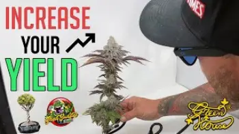 Screenshot of the Video "CANNABIS CUP WINNER - Growing Secrets"