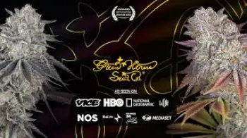 Screenshot of the Video "Green House Seed Co Live Stream"