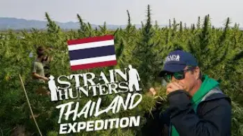 Screenshot of the Video "Strain Hunters: Thailand Expedition FULL DOCUMENTARY"