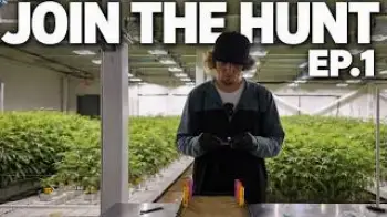 Screenshot of the Video "Join The Hunt Ep.1: The Pheno Hunt Begins 🌱"