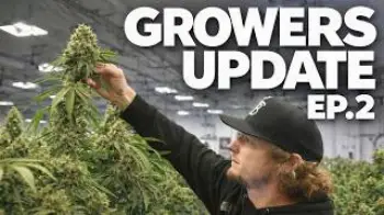 Screenshot of the Video "Growers Update Ep.2 | ZOM Getting Close + Help Us Name This Pheno"