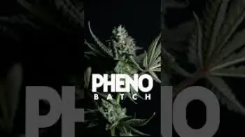 Screenshot of the Video "Z x Orange Mints Phenos 🔥 dropping in CA 2/27"