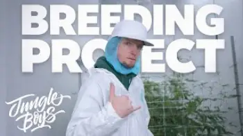 Screenshot of the Video "Inside Jungle Boys Breeding Rooms | How New Cannabis Genetics Are Created"