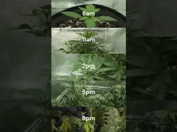 Screenshot of the Video "How Fast I Expect my Plants to Grow... 😂"