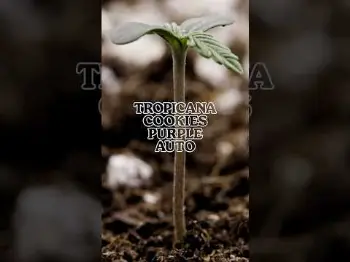 Screenshot of the Video "Week by Week Grow Report: Tropicana Cookies Purple Auto"