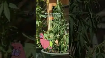 Screenshot of the Video "Mood Survival: ON ✅"