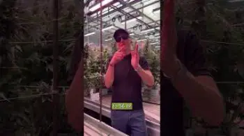 Difference between S1 seeds and F1 hybrid seeds