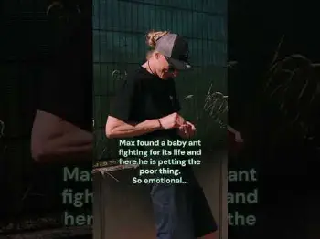 Screenshot of the Video "Petting ants is my new hobby 🥰"
