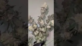 Screenshot of the Video "Orbital Banana F1 flowers 🤯"