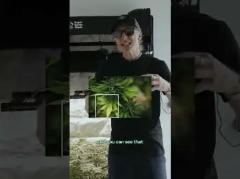 Screenshot of the Video "What's Wrong with This Plant? 👀"