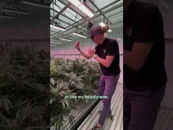 Screenshot of the Video "Meet RQS' The 2019 strain 🌱"