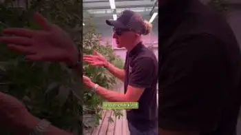 Screenshot of the Video "Yellow plants? Don't panic 👀"