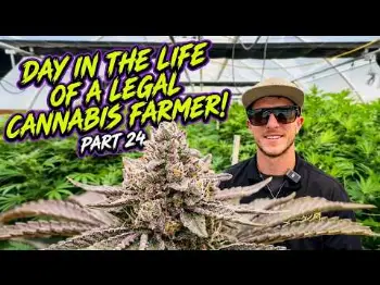 Screenshot of the Video "A day in the life of a legal cannabis farmer, Part 24! | TERP MANSION"