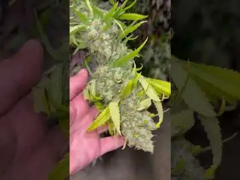 Screenshot of the Video "Moroccan Peaches x Carbon Fiber - Zour Banana Z x Sherbert - Red Velvet x Gary Payton ✌️"