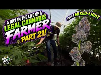 Screenshot of the Video "A day in the life of a Legal Cannabis Farmer, Part 21!"