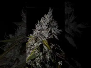 Screenshot of the Video "DO YOUR TRICHOMES DANCE IN THE DARK?💎🔥"