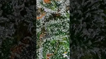 Screenshot of the Video "INDOOR COMING IN STRONG!"