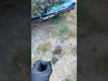 Screenshot of the Video "ANOTHER DAY ANOTHER HARVEST! MOTHERSHIP VIDEO COMING UP 🌱🔥"