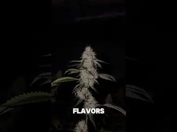 Screenshot of the Video "LIVE AGAIN - FRIDAY 4:20 PST, PICKING VIP MEMBERS TO COME TO THE FARM!"