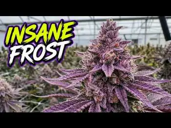 Screenshot of the Video "FINAL DEP HARVEST OF 2026!! NOTHING BUT THE SUN!! | TERP MANSION"