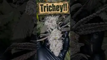 Screenshot of the Video "TRICHEY!! ATHENA PRO LINE KILLING IT!"