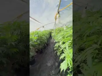 Screenshot of the Video "MOMS LOOKING INCREDIBLE AFTER MOTHERS DAY 🔥🌱"
