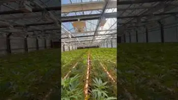 Screenshot of the Video "4000 ladies standing at attention in the spaceship 🌱 🫡"