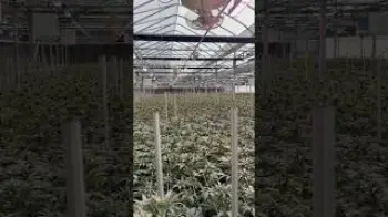 Screenshot of the Video "MONSTER canopy! How many pounds???? 👇"