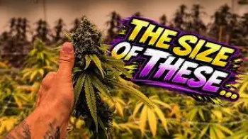 Screenshot of the Video "THIS MIGHT BE OUR BEST INDOOR HARVEST YET!! (ATHENA PRO LINE + PK TRIAL)"
