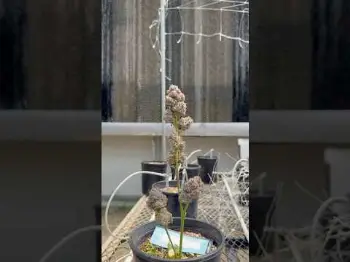 Screenshot of the Video "AND THAT’S MIXED-LIGHT DONE RIGHT, ONE TOP OFF 7,200 LADIES🔥🌱"