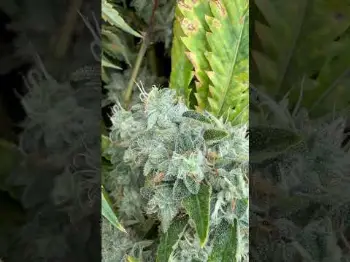 Screenshot of the Video "INDOOR HEADBAND 🤯🌱"