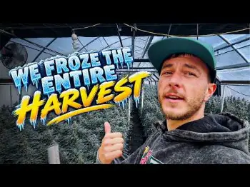Screenshot of the Video "WE FROZE THE ENTIRE HARVEST!! | TERP MANSION"