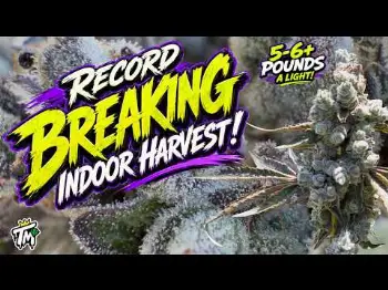 Screenshot of the Video "INDOOR HARVEST #3!"