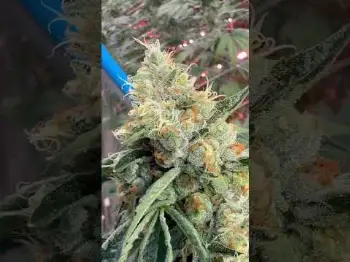 Screenshot of the Video "SFV OG! Oldschool strain in a new school spaceship 🚀"