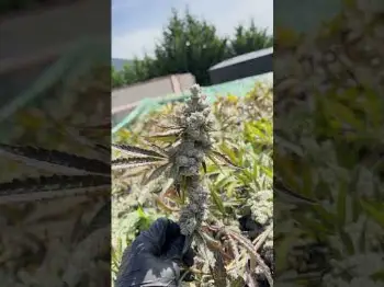 Screenshot of the Video "INDOOR HARVEST VIDEO SOON. MEMBERS GET IT 24 HOURS EARLY! 🌱🔥"