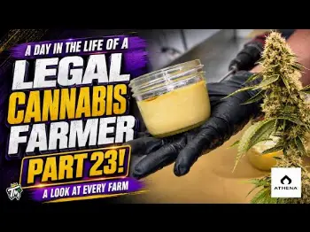 Screenshot of the Video "A day in the life of a Legal Cannabis Farmer, Part 23!"