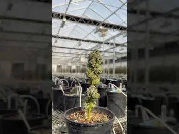 Screenshot of the Video "LAST DAY IN THE MOTHERSHIP 🔥🌱 E-85 (Project 4516 x Wedding Cake)."