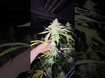 Screenshot of the Video "SECOND RUN OF HEADBAND IN THE INDOOR LOOKING RIGHT!"