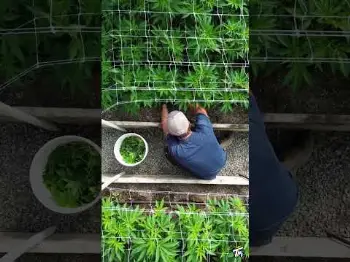 Screenshot of the Video "ANOTHER BEAUTIFUL DAY IN THE GARDEN! 🌱🔥"
