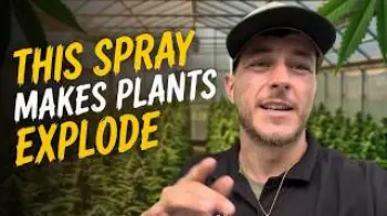 Screenshot of the Video "PLANTS LOVE THIS STUFF! | PHYLLOSCAPE + MORE"